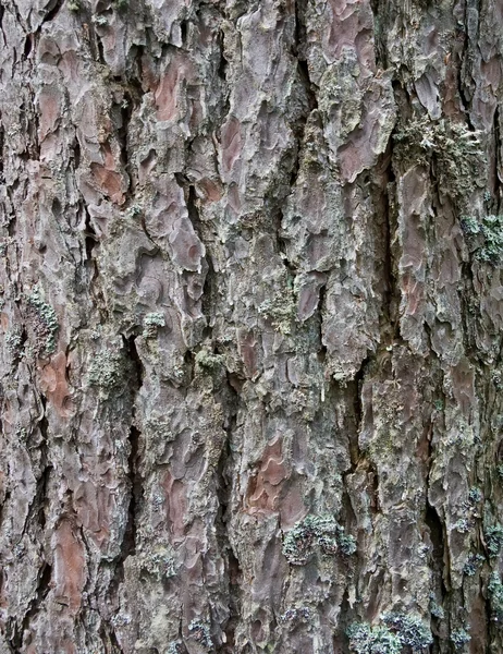 Pine tree bark texture — Stock Photo, Image