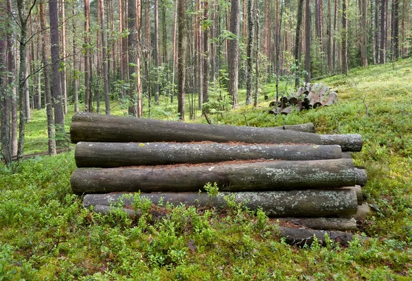 Dzienniki w lesie — Zdjęcie stockowe
