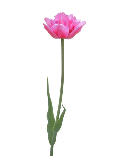 Růžový tulipán na bílém pozadí — Stock fotografie