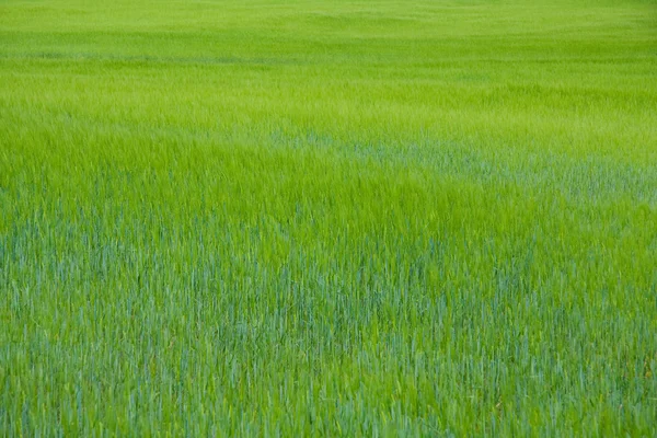 Groene gerst veld — Stockfoto