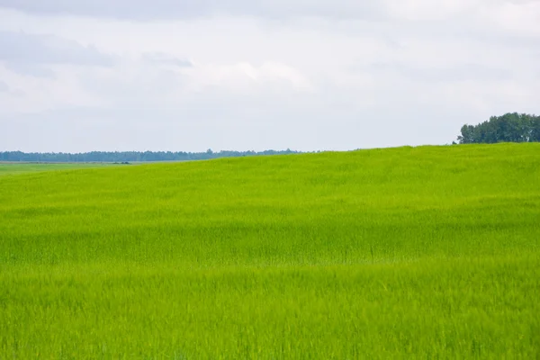 Зеленое ячменное поле — стоковое фото