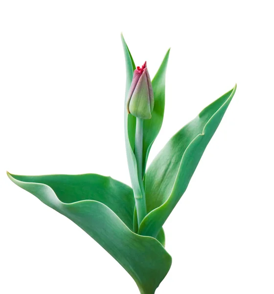 Tulipan przetargu na białym tle — Zdjęcie stockowe