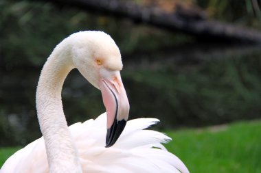 Greater Flamingo - Phoenicopterus roseus clipart