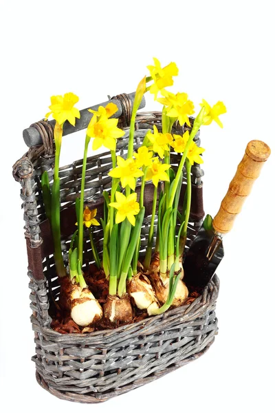 Yellow narcissuses in wattled basket ove Royalty Free Stock Photos