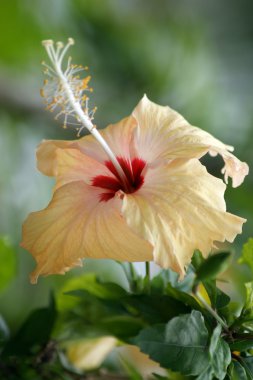Borneo tropik çiçekler
