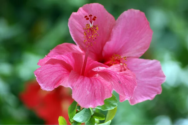 ボルネオ島の熱帯の花 — ストック写真