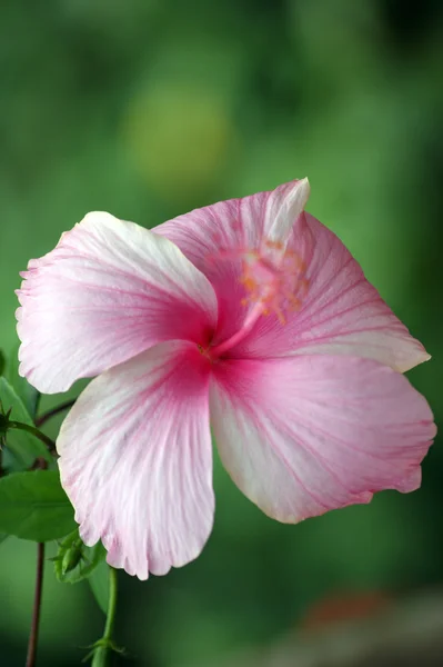 Tropiska blommor i borneo — Stockfoto