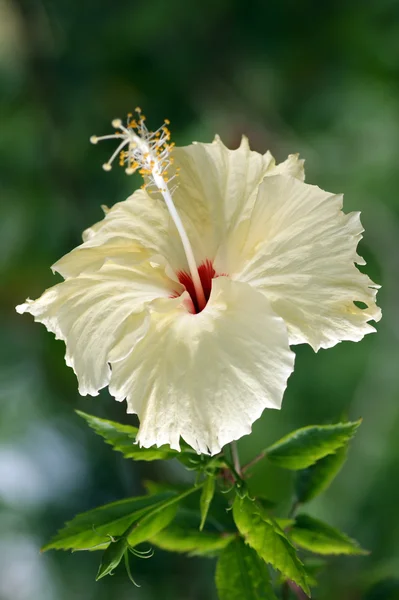 Tropical flowers of Borneo — Stock Photo, Image