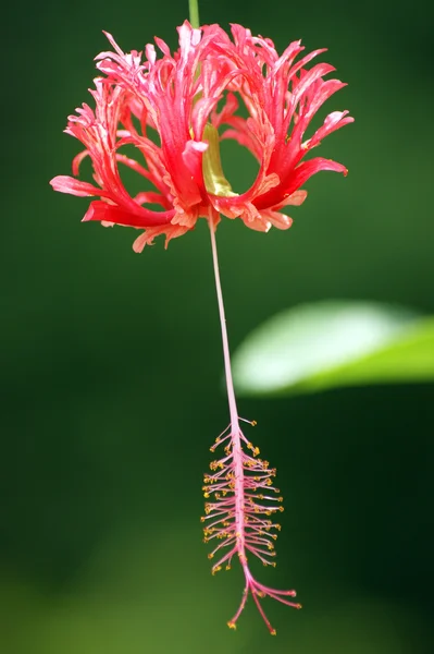 Flores tropicales de Borneo — Foto de Stock