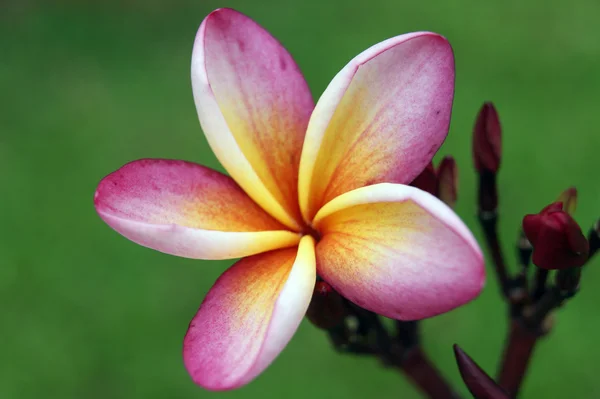 Tropical flowers of Borneo — Stock Photo, Image