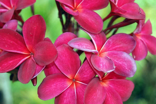Tropické květiny Borneo — Stock fotografie