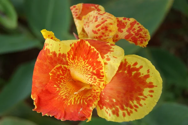 Flores tropicais de Bornéu — Fotografia de Stock