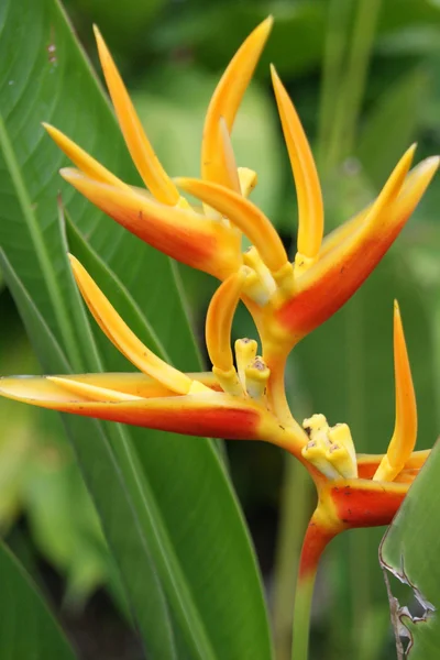 Тропические цветы Борнео — стоковое фото