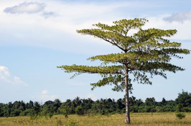 şehir manzaraları. Kuching. Borneo.