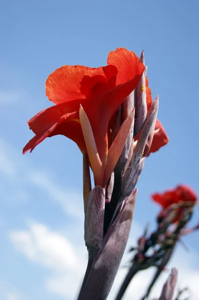 Tropische bloemen van borneo — Stockfoto