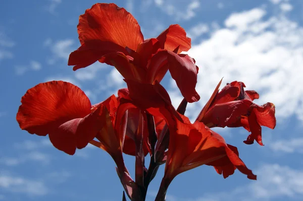 ボルネオ島の熱帯の花 — ストック写真