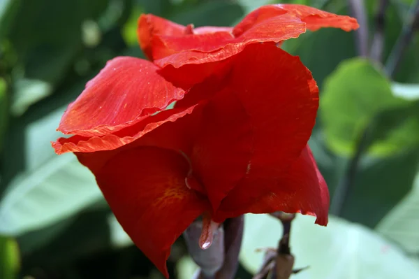 Tropische Blüten von Borneo — Stockfoto