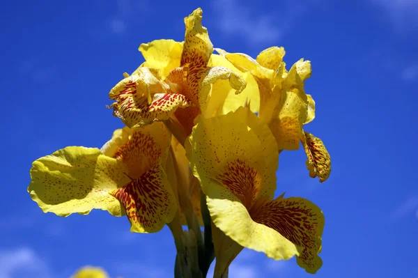 Trópusi virágok, Borneó — Stock Fotó
