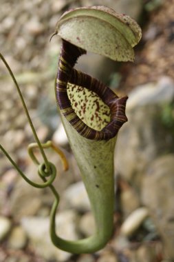 Pitcher plants of highland Borneo clipart