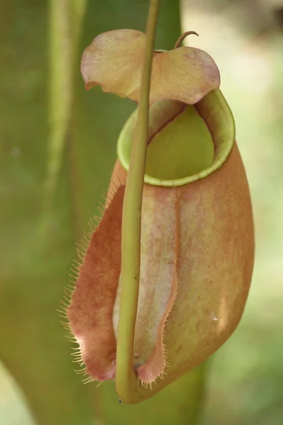 Yayla Borneo sürahi bitkiler — Stok fotoğraf