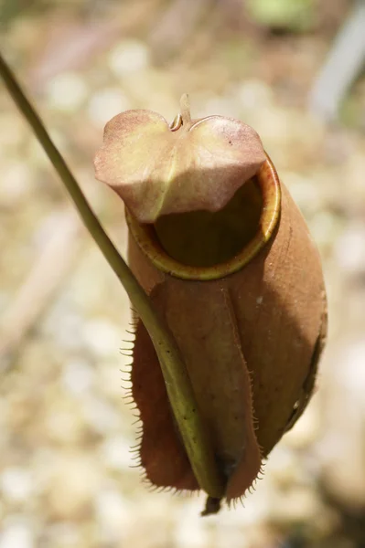 고원 보르네오의 투 수 식물 — 스톡 사진
