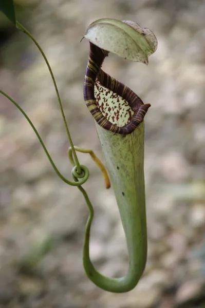 Kande planter i højlandet Borneo - Stock-foto