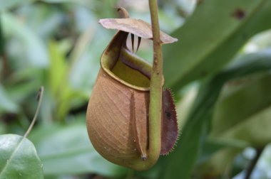 Pitcher plants of highland Borneo clipart