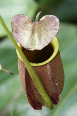 Pitcher plants of highland Borneo clipart