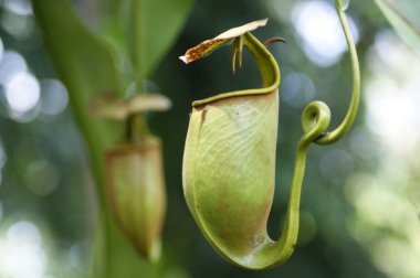 Pitcher plants of highland Borneo clipart