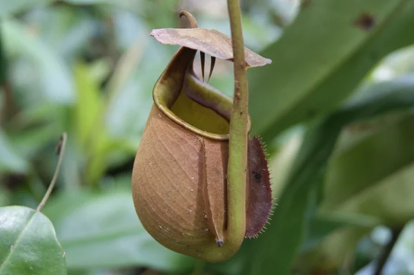 Kande planter i højlandet Borneo - Stock-foto
