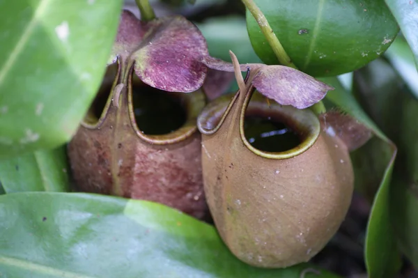 Pitcher plants of highland Borneo — Stock Photo, Image