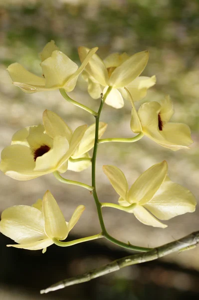 Orquídeas de Bornéu de alta montanha . — Fotografia de Stock