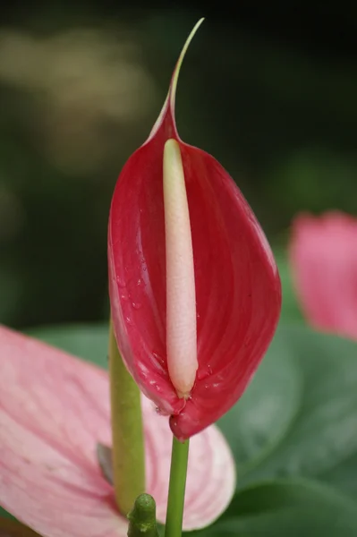 高山区婆罗洲的兰花. — 图库照片