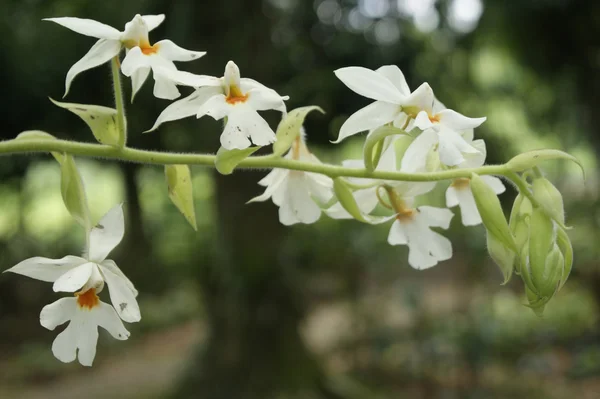 Orchideen der Hochgebirgsborneo. — Stockfoto