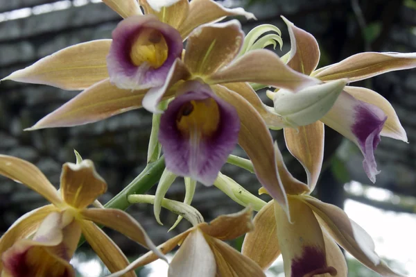 Orchideje z vysokých horských borneo. — Stock fotografie