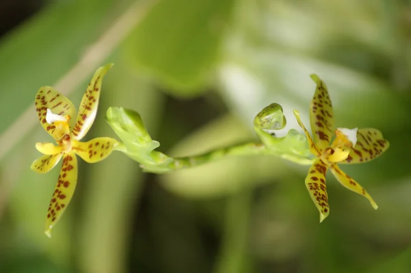Orkidéer i hög-bergiga borneo. — Stockfoto