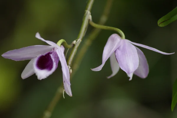 Orchideeën van hoge-bergachtige borneo. — Stockfoto