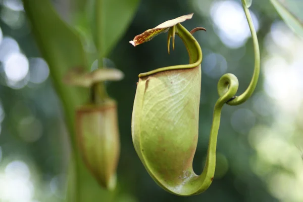 고원 보르네오의 투 수 식물 스톡 사진