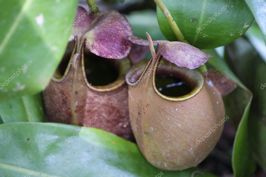 pitcher plants of highland borneo | 图库照片 08 igor shatalkin