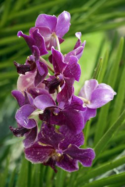 Wild Orchid. clipart