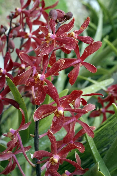 Yabani orkide. — Stok fotoğraf
