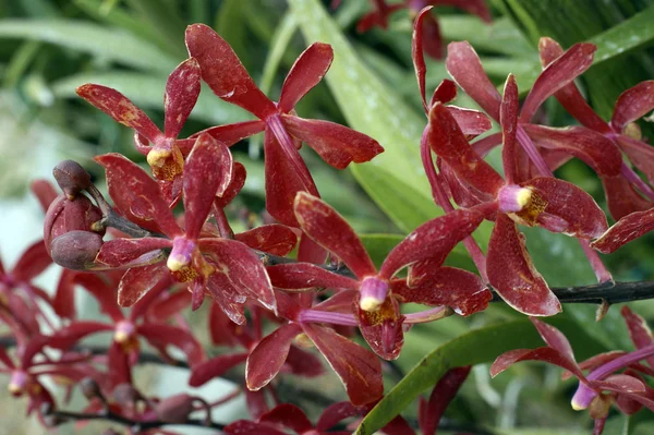 Wild orchid. — Stockfoto