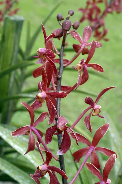 Orquídea silvestre . —  Fotos de Stock