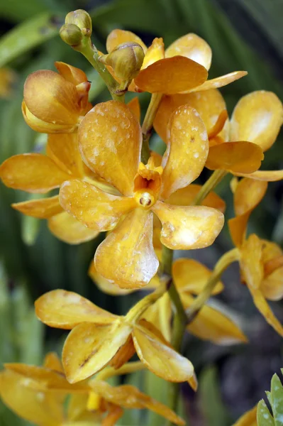 Viltvoksende orkideer . – stockfoto