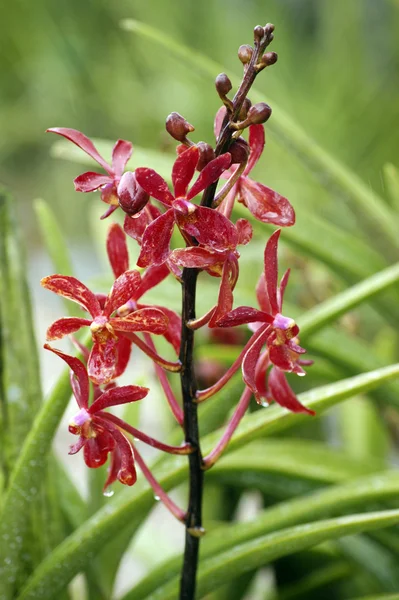 Orquídea silvestre . — Foto de Stock