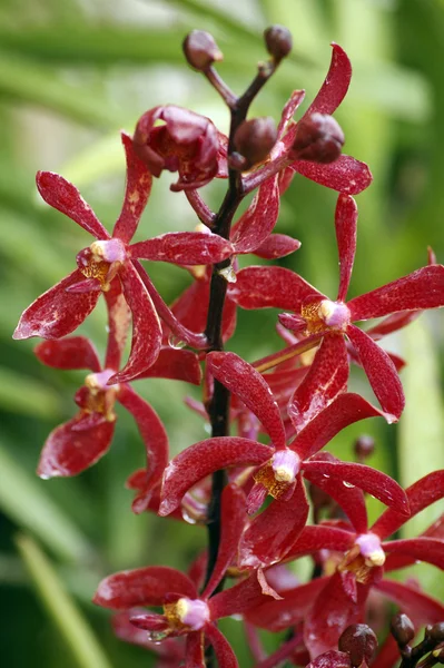 Orquídea selvagem . — Fotografia de Stock