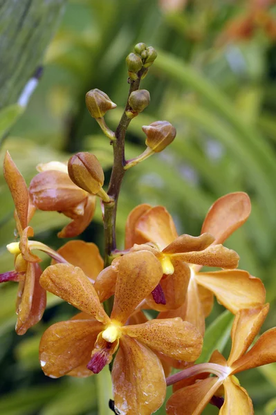Дика орхідея . — стокове фото