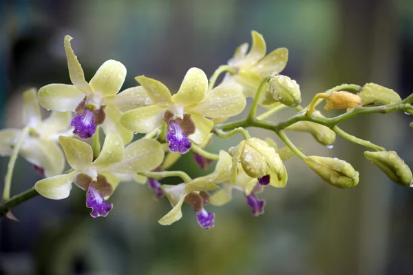 Wilde Orchidee. — Stockfoto