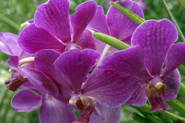 Wild Orchid. clipart