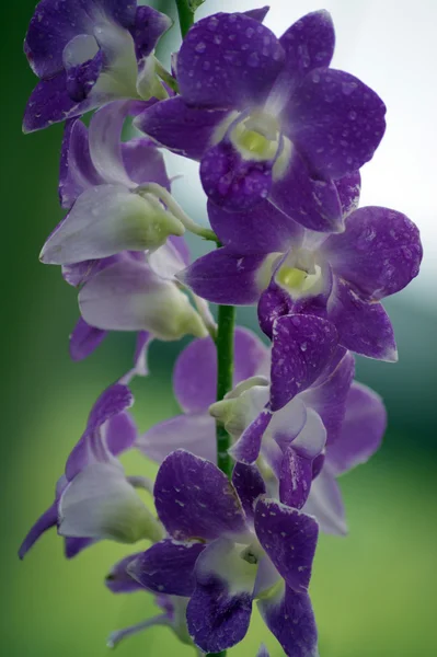 Дикая орхидея . — стоковое фото